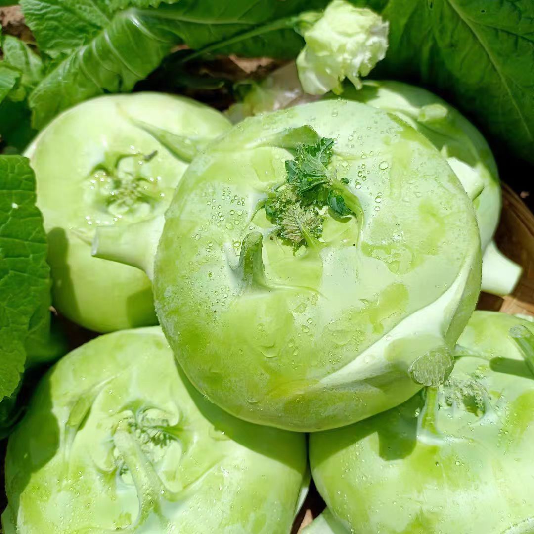 微瑕新鲜苤蓝菜青苤蓝大头菜疙瘩菜芥菜疙瘩芥菜头现摘现发蔬菜