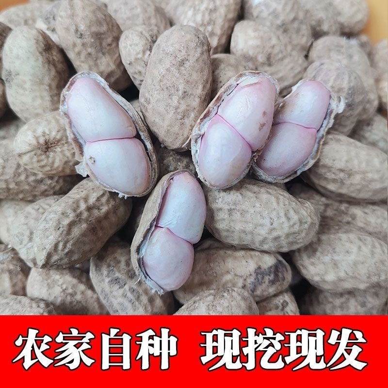 新鲜湿花生生花生【带壳粉皮花生】当季鲜花生农家散装薄皮