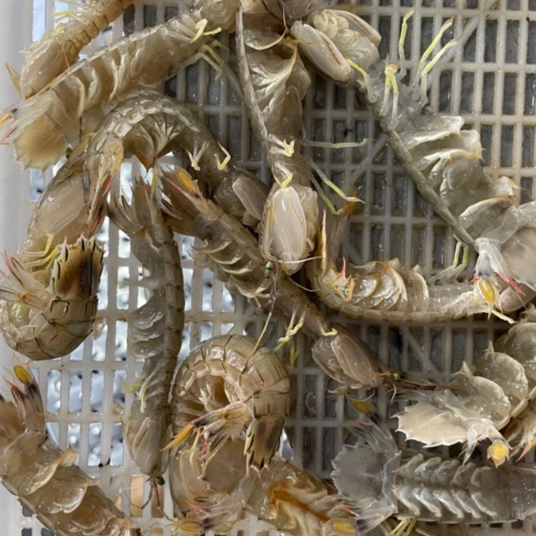 皮皮虾3斤肥度8成（保鲜不保活）