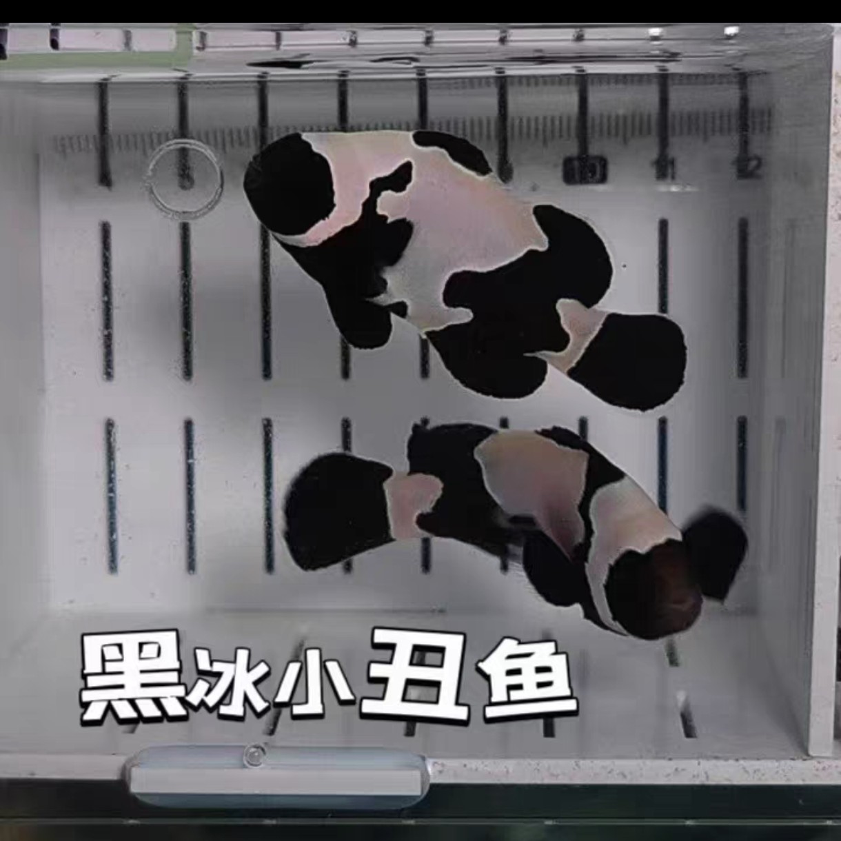 黑冰小丑鱼黑冰礼服小丑鱼海水观赏鱼