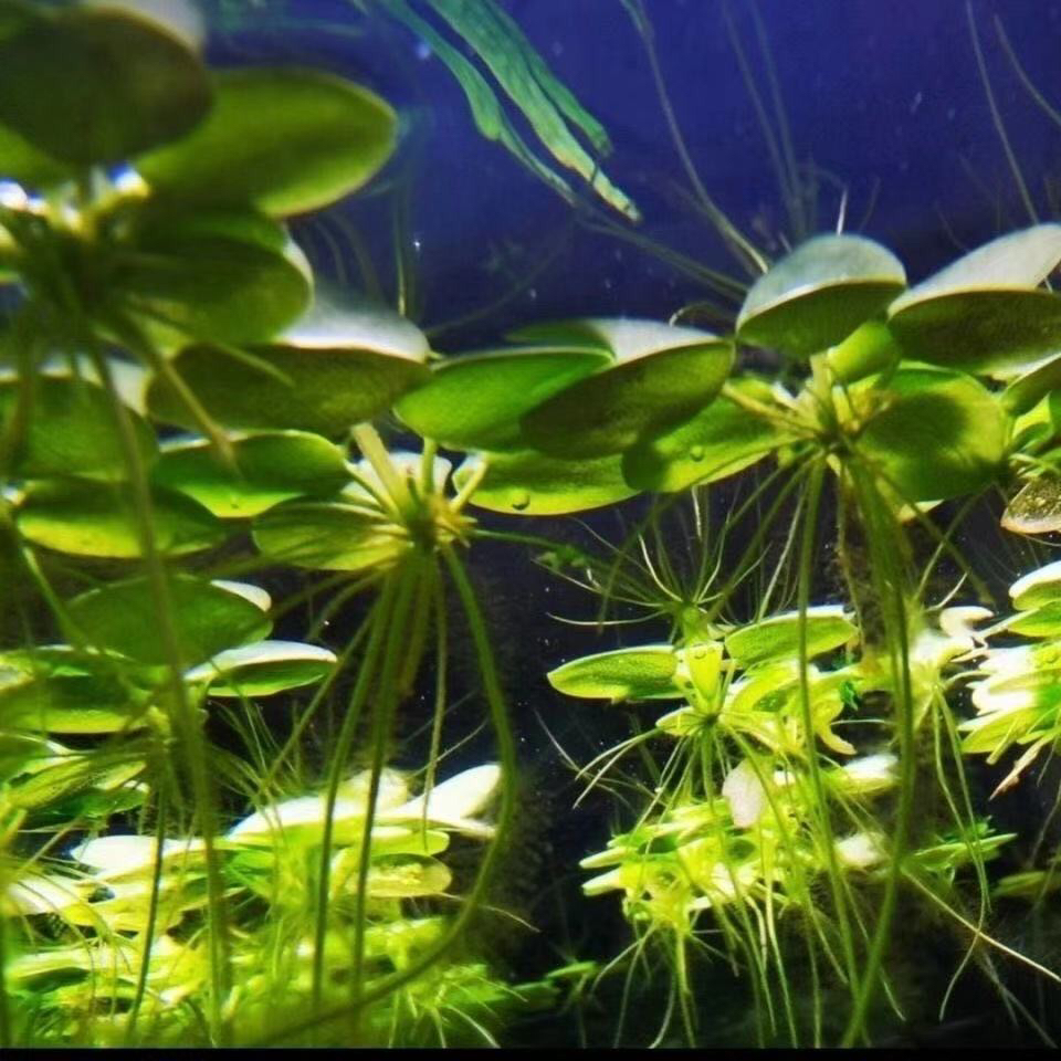 水草浮萍圆心萍净化水质水培绿植庭院古法养鱼虾龟缸造景漂浮水草