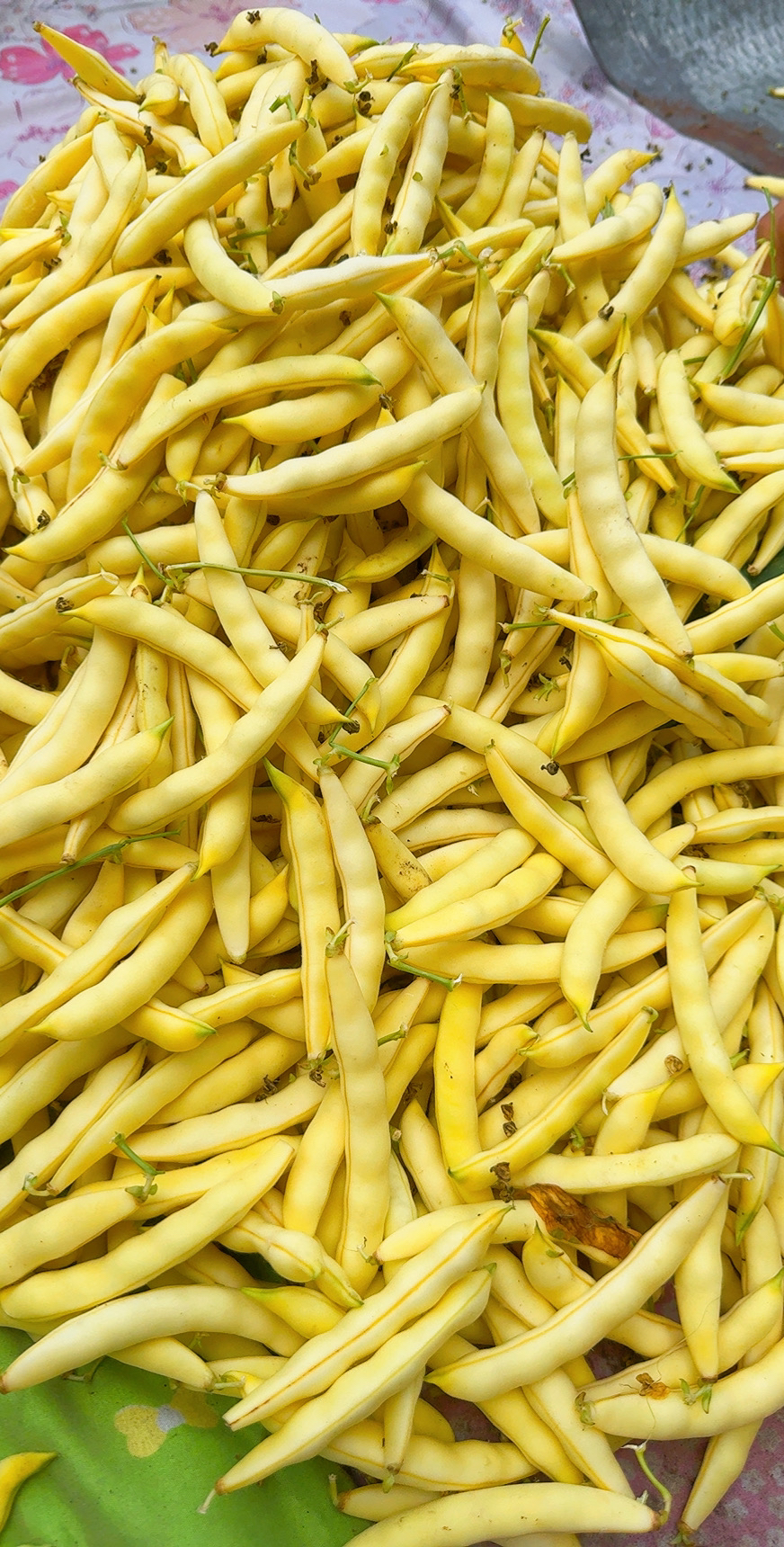 东北黄豆角(顺丰快递包邮)
