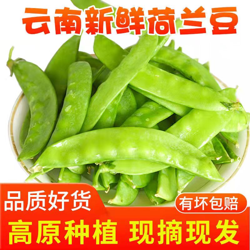 新鲜荷兰豆现摘甜豌豆荚云南农家自种当季时令蔬菜脆豆角包邮