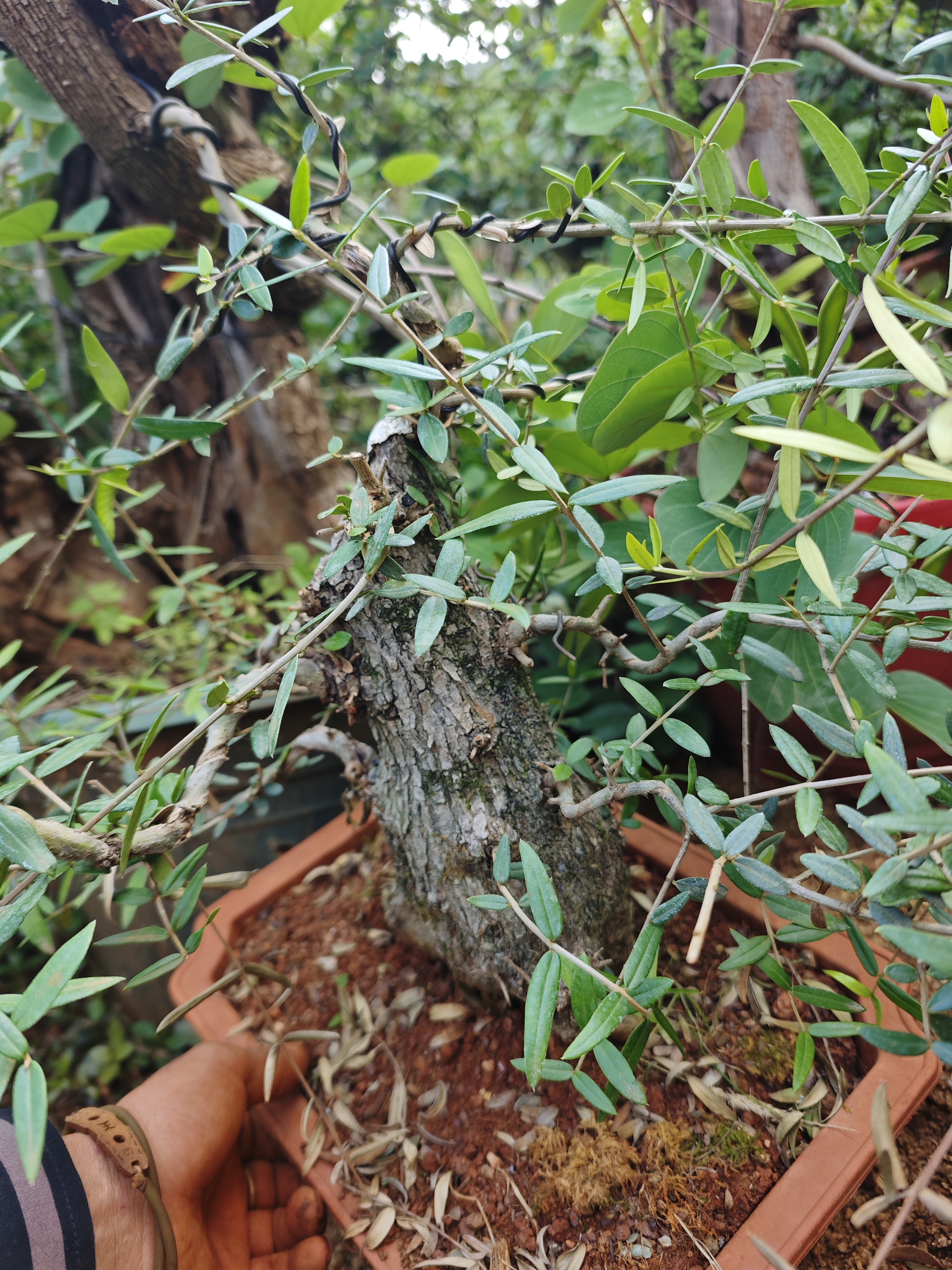 木樨榄盆景 云南鬼柳熟桩 尖叶木樨榄 油橄榄盆景