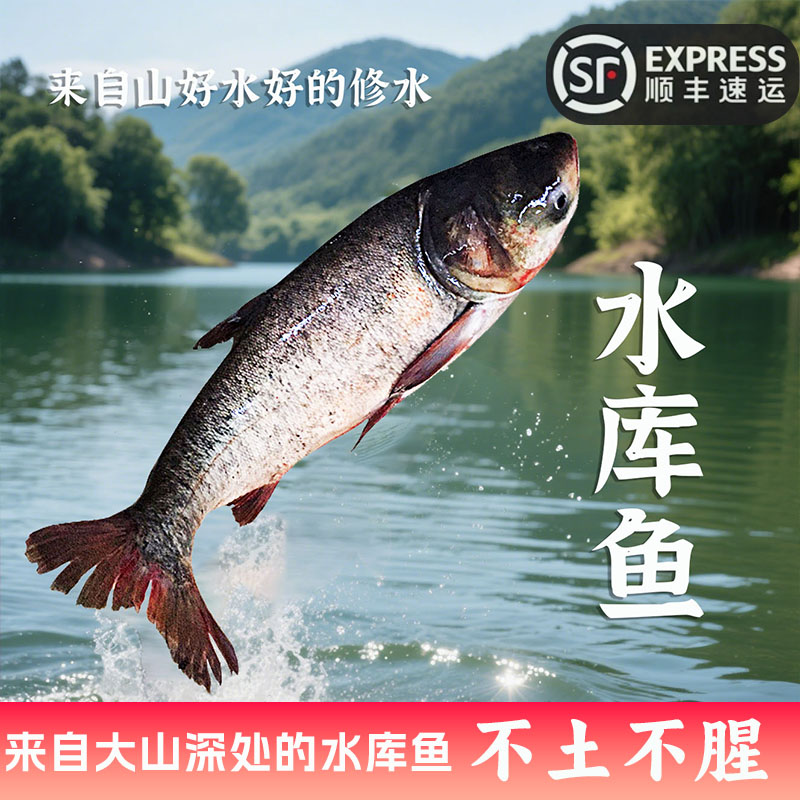 修水新鲜现杀鲢鱼水鲢肉水库自养鲢鳙鱼鲢子淡水白鲢鱼保鲜发货