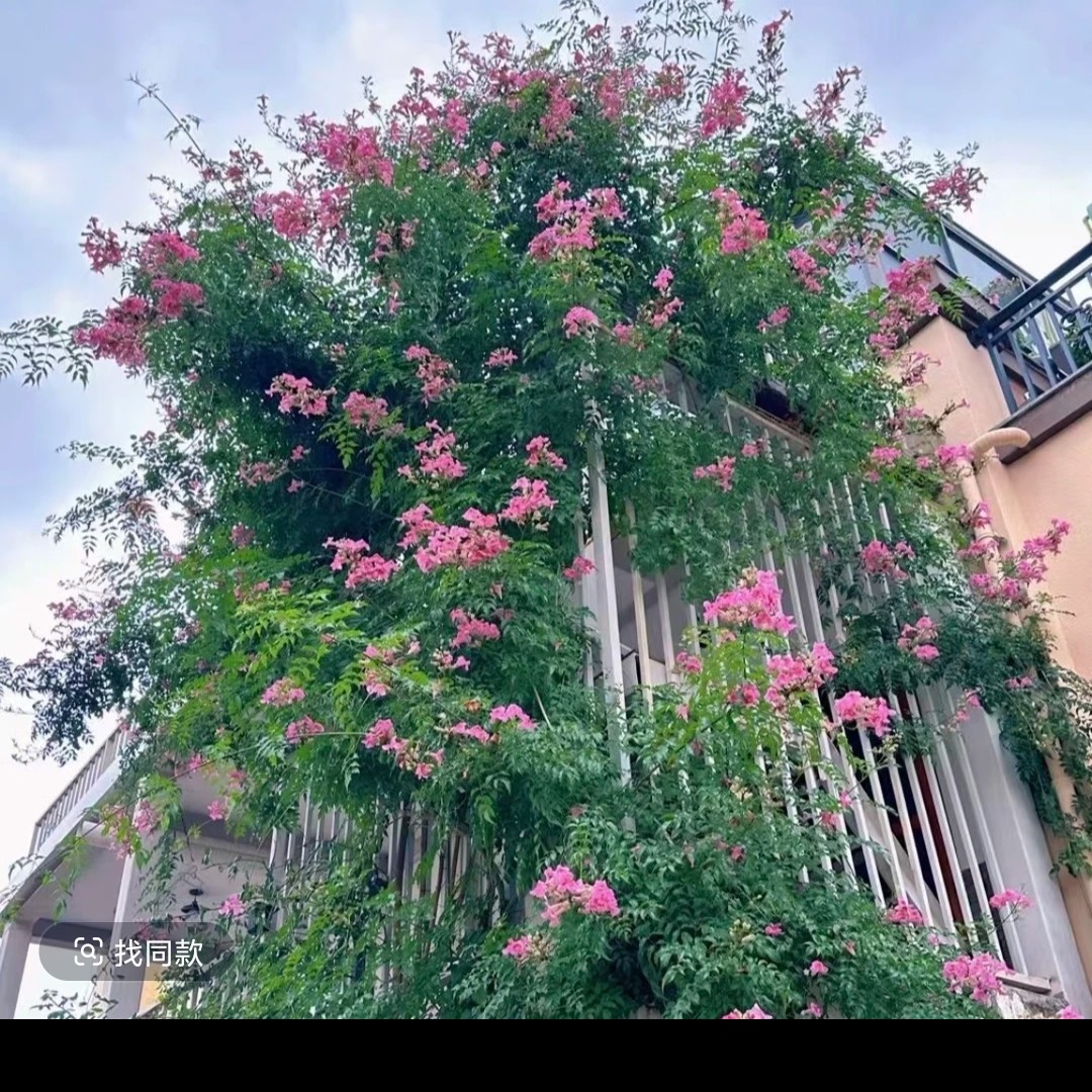 (大盆)凌霄花苗爬藤植物四季开花易养护花卉盆栽庭院阳台适用