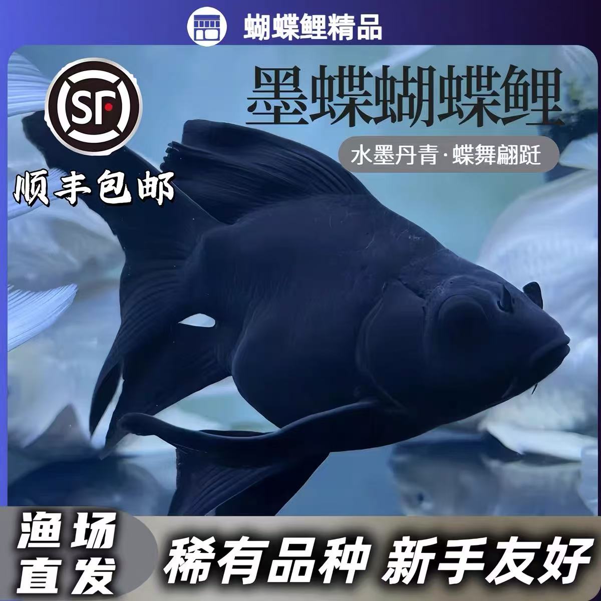 正宗台系蝴蝶鲤纯种蝴蝶鲤黑色墨蝶