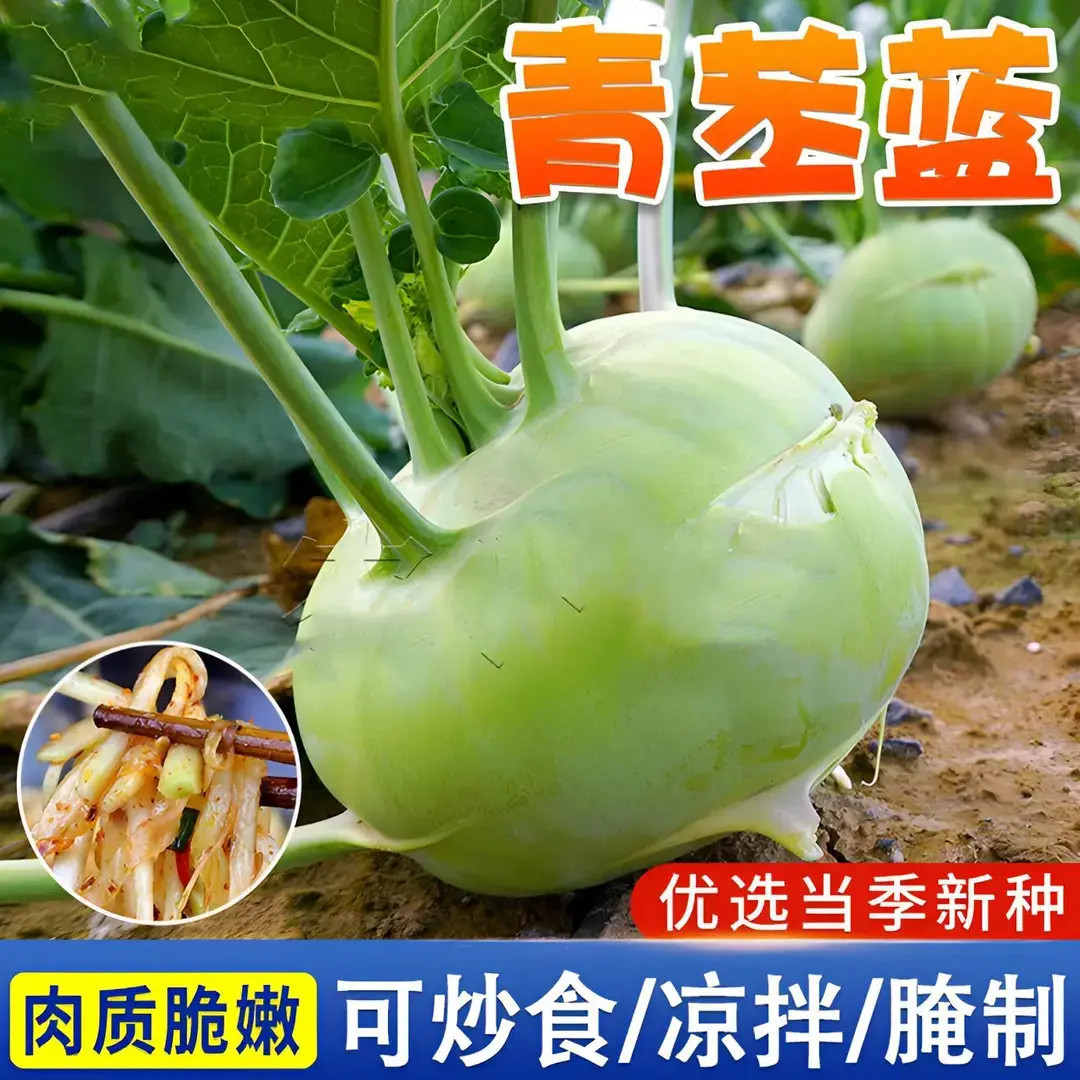 四季水果苤兰种子蔬菜良种翠玉青苤蓝菜球有机皮兰蔬菜种子