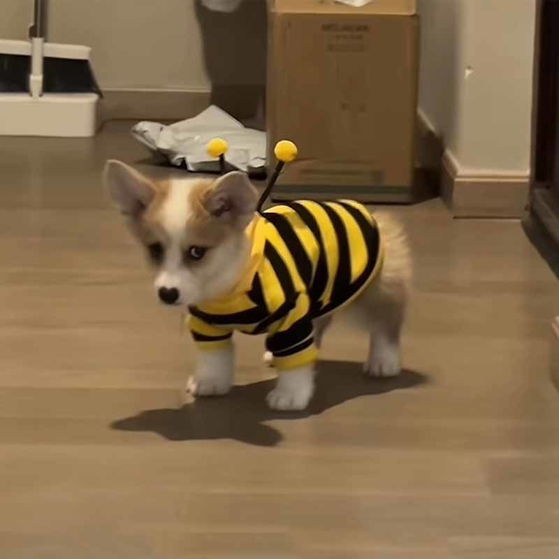 小狗狗衣服春秋款保暖搞怪小蜜蜂卫衣宠物小型犬猫咪衣服秋冬防寒