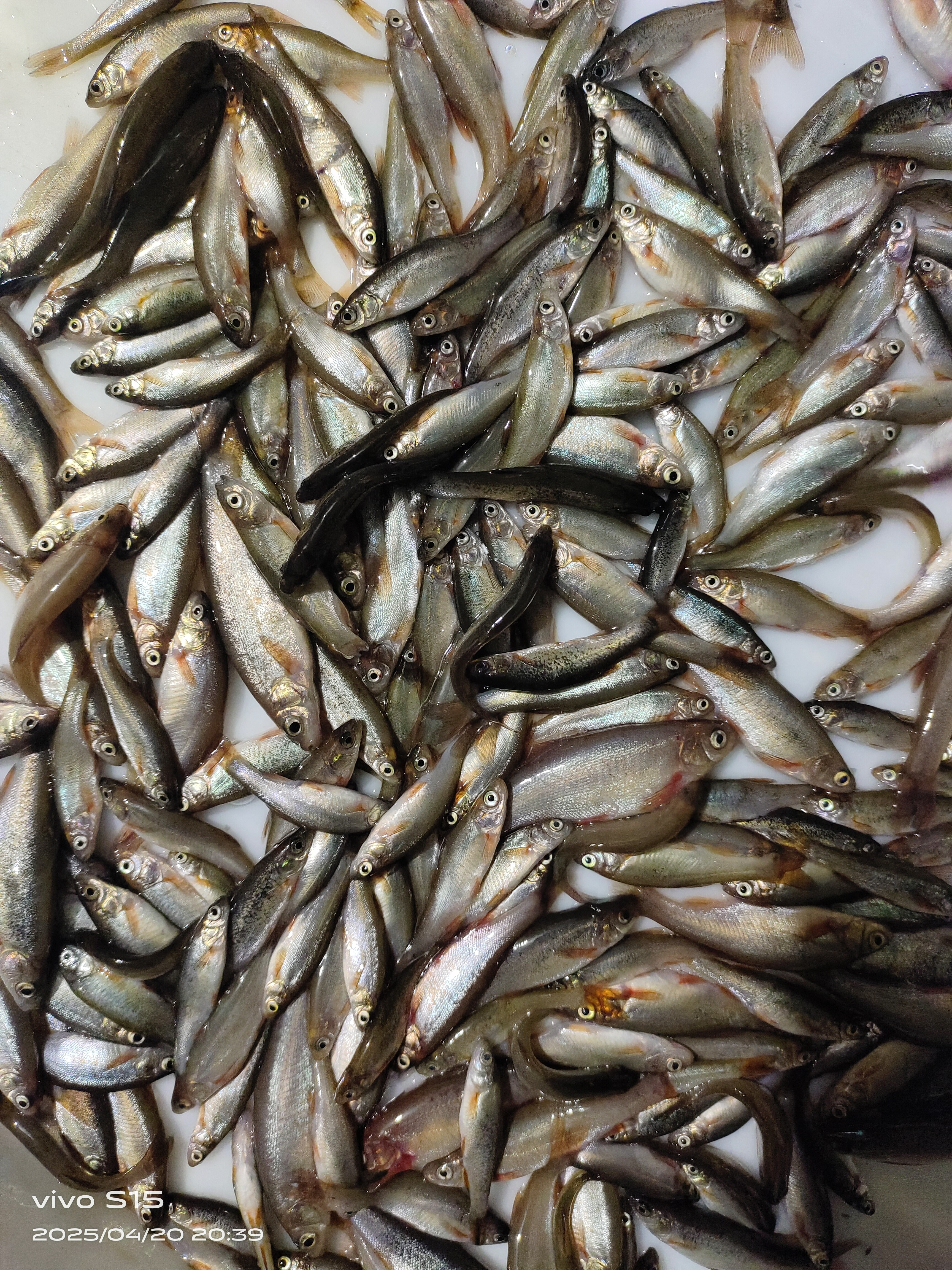 柳根鱼5斤包邮保鲜不包活