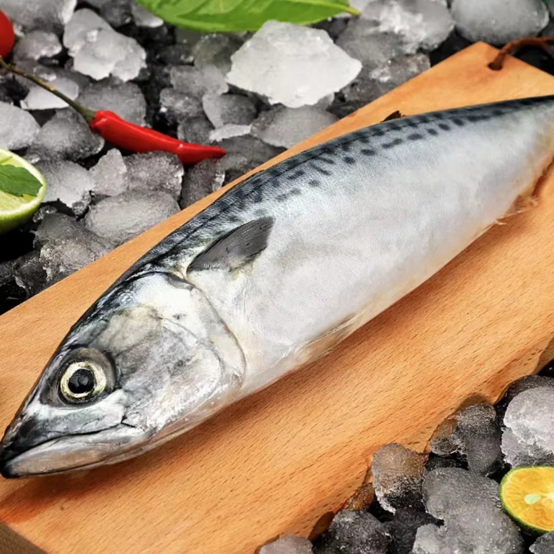 【小妹】东山岛速冻青花鱼单条3条/斤速冻海鱼青占鱼鲐鲅鲜嫩少刺