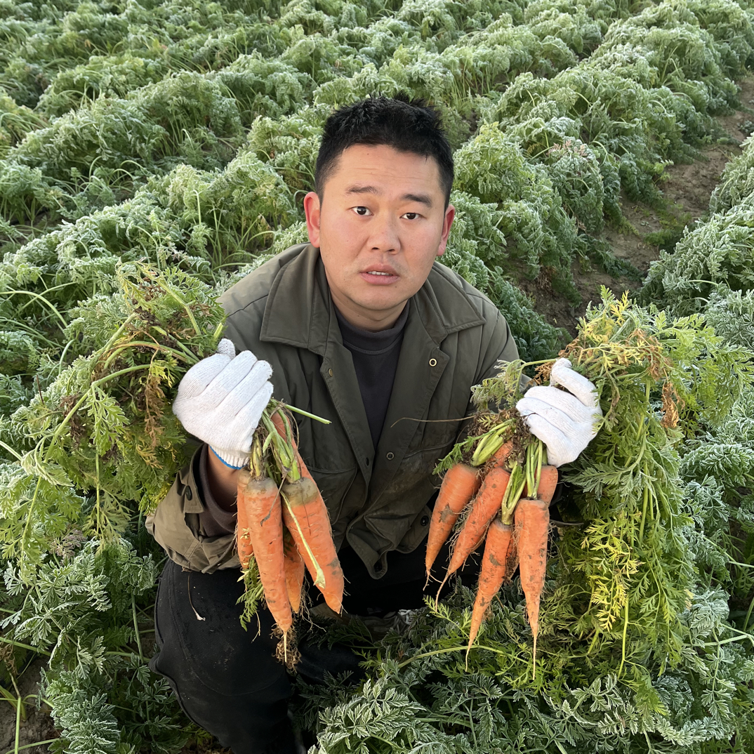 霜打胡萝卜现挖现发冰糖心胡萝卜整体果型偏小