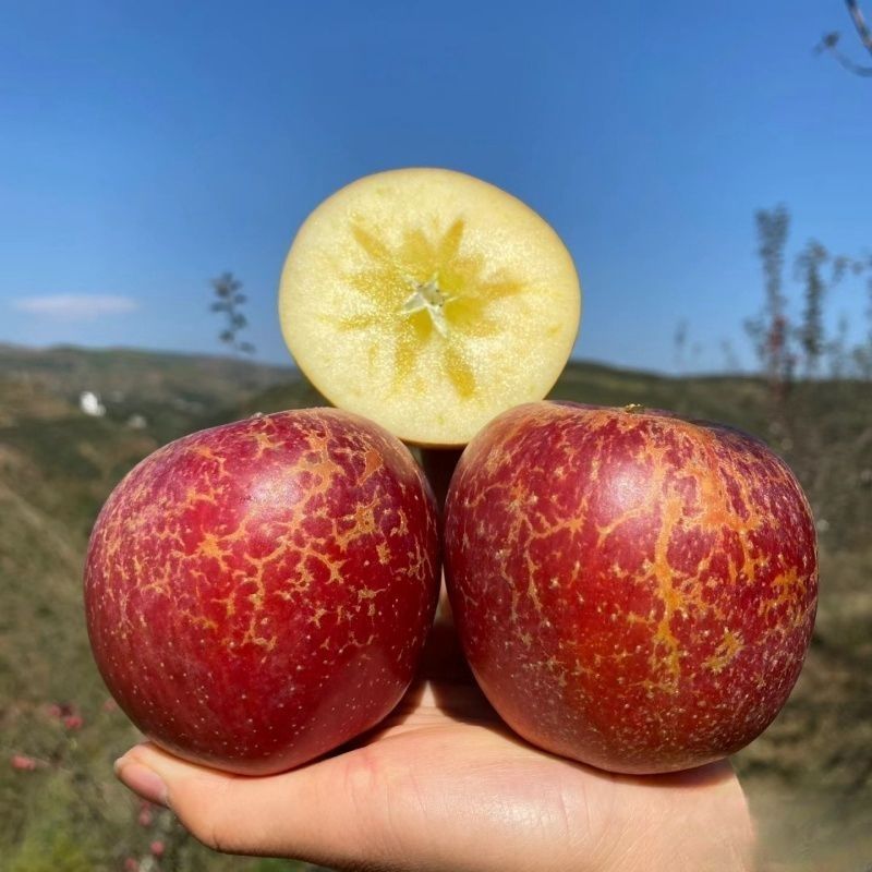 无品牌云南昭通高原冰糖心丑苹果脆甜多汁坏果包赔