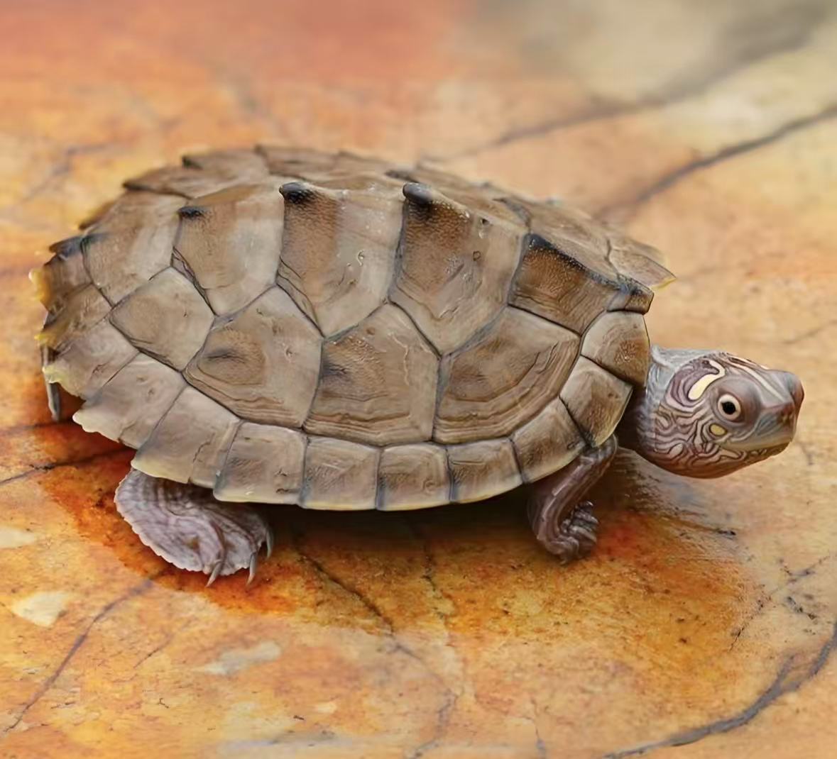 福袋直播选龟适合家养的5~6cm以上全品地图龟观赏冷水龟