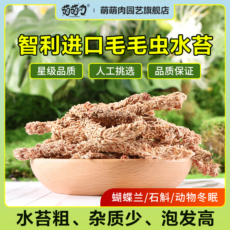 【直播福利】智利进口毛毛虫水苔蝴蝶兰石斛兰花专用土干苔藓植料