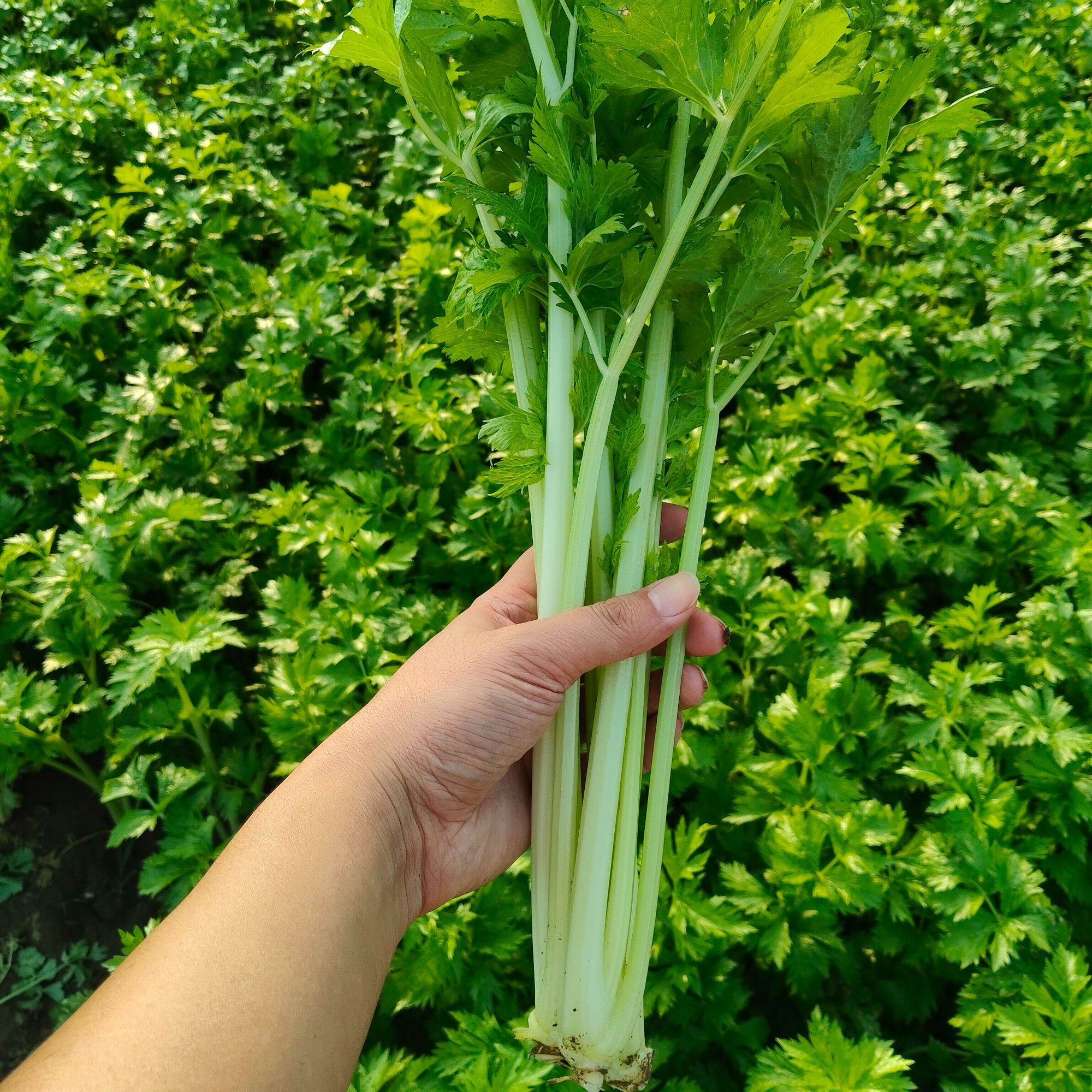 河南新鲜芹菜西芹农家自种现砍现发榨汁蔬菜凉拌产地直发包邮