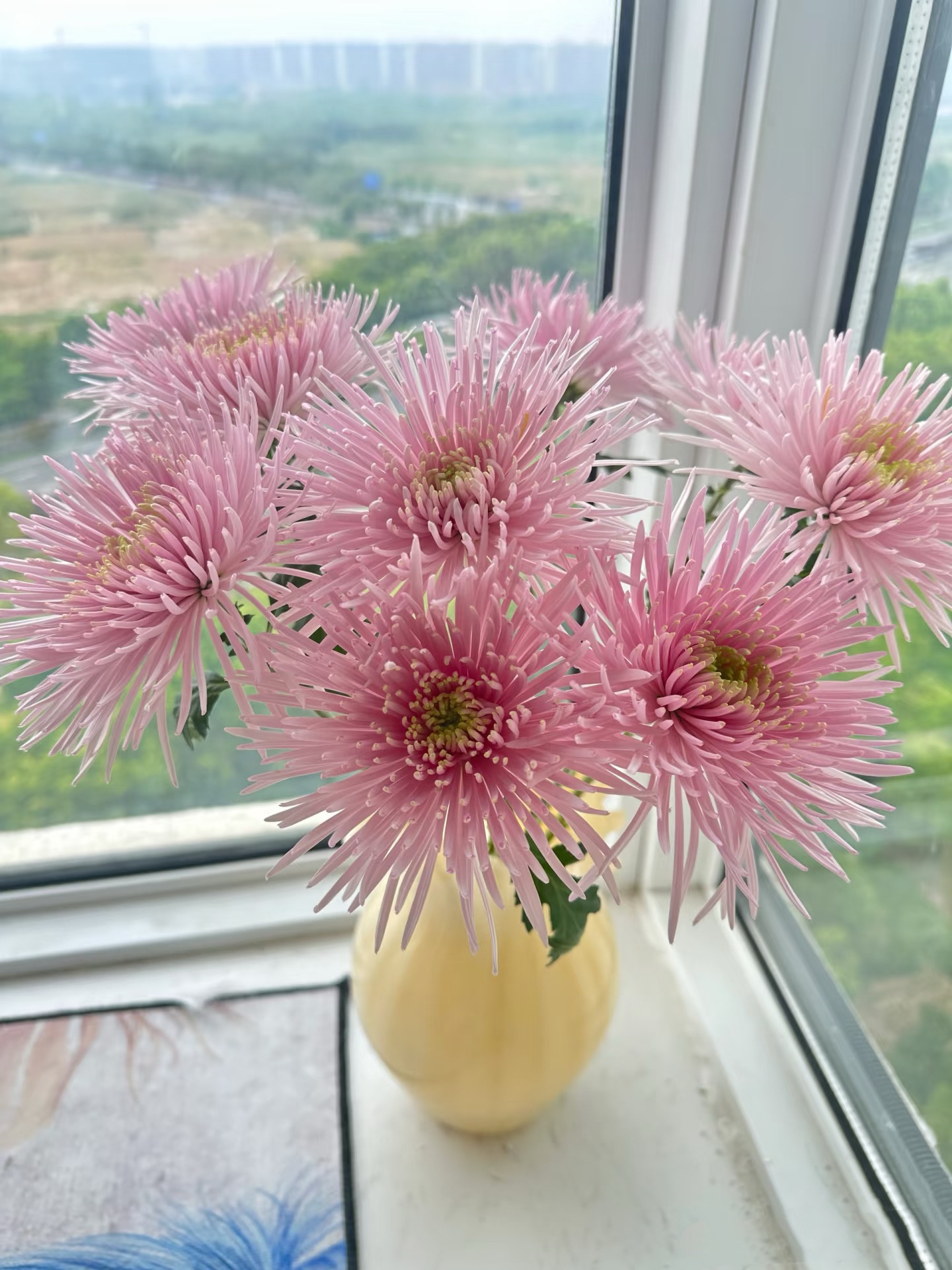 云南宛安鲜花【烟花菊面包菊】零下温度不拍保温棉冻坏不售后