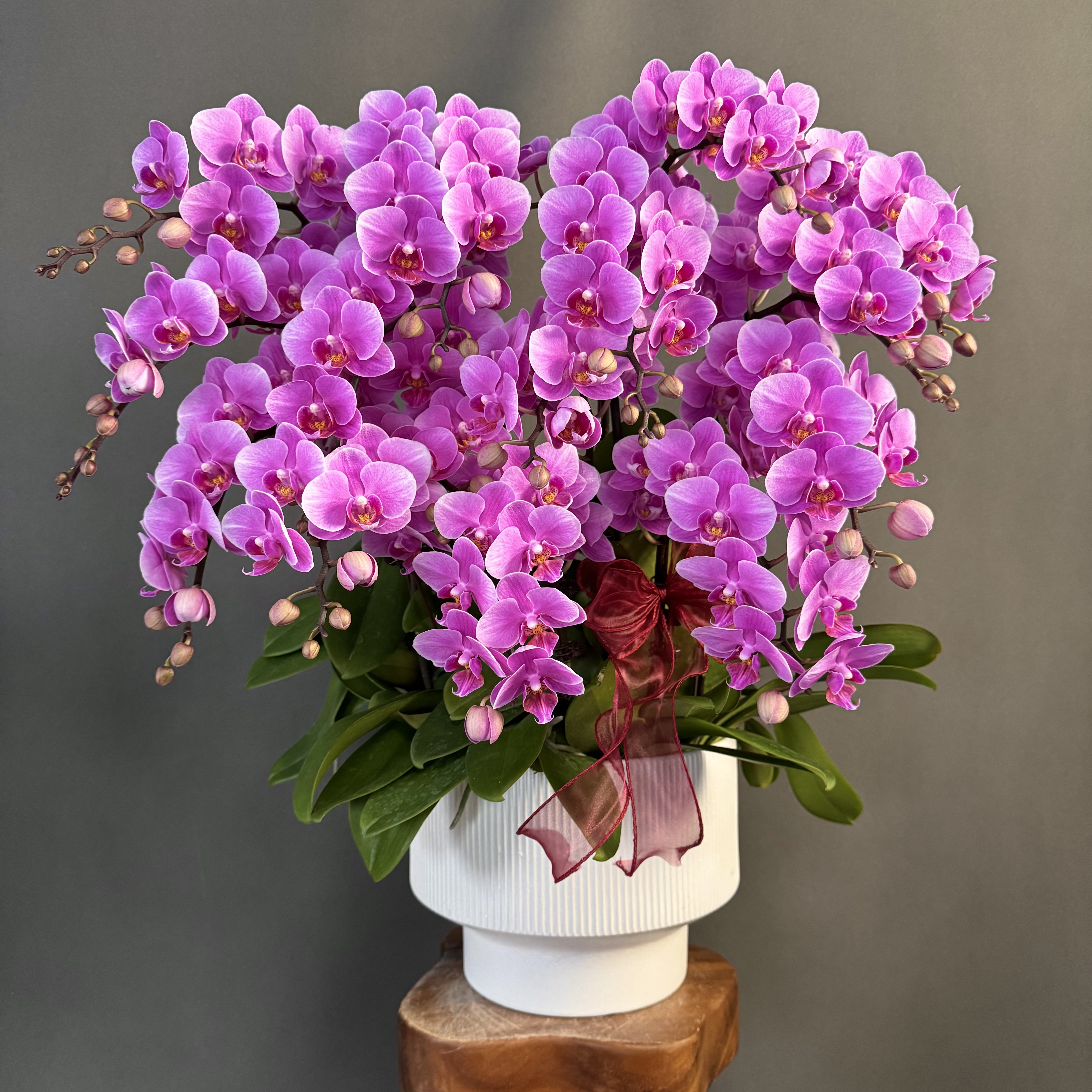 【紫霞仙子】紫粉色系桌面款花花 多花苞好养活 蝴蝶兰高端室内花卉