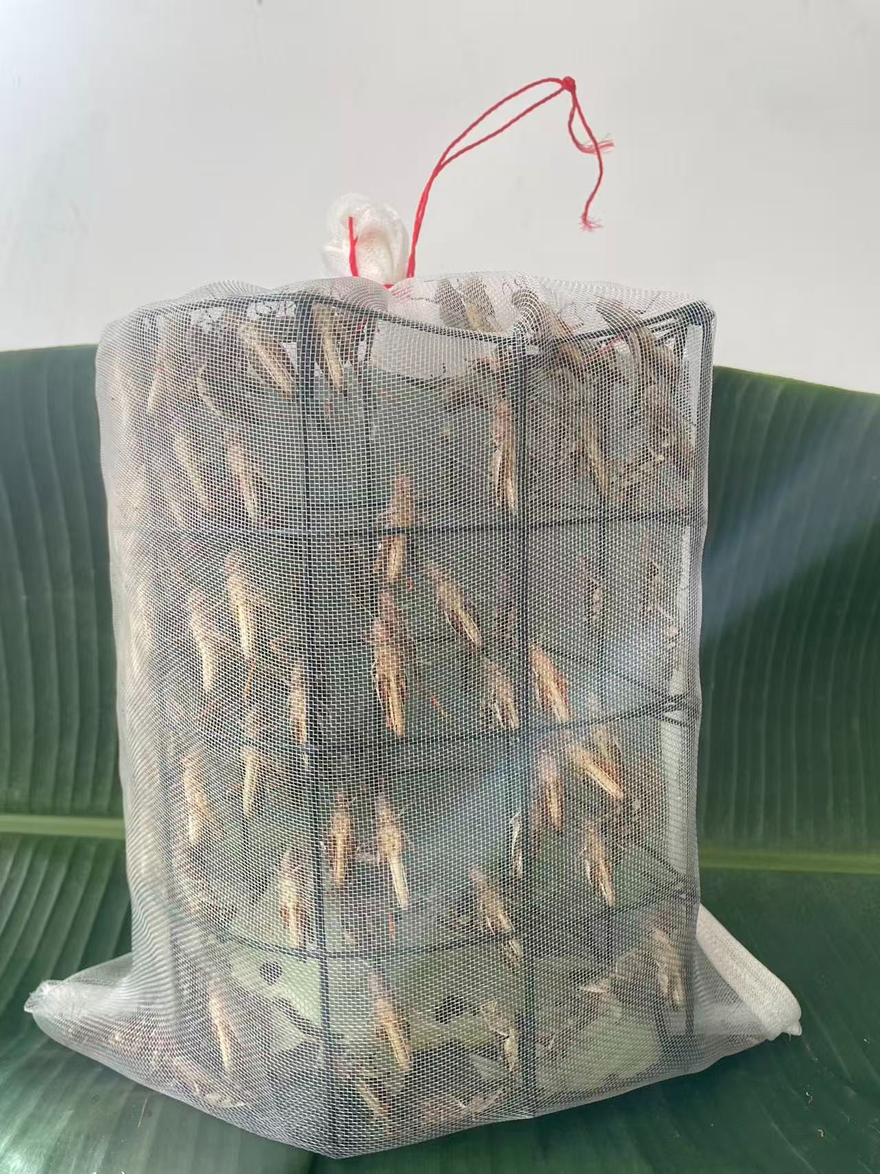 云南野生公母混合花腿