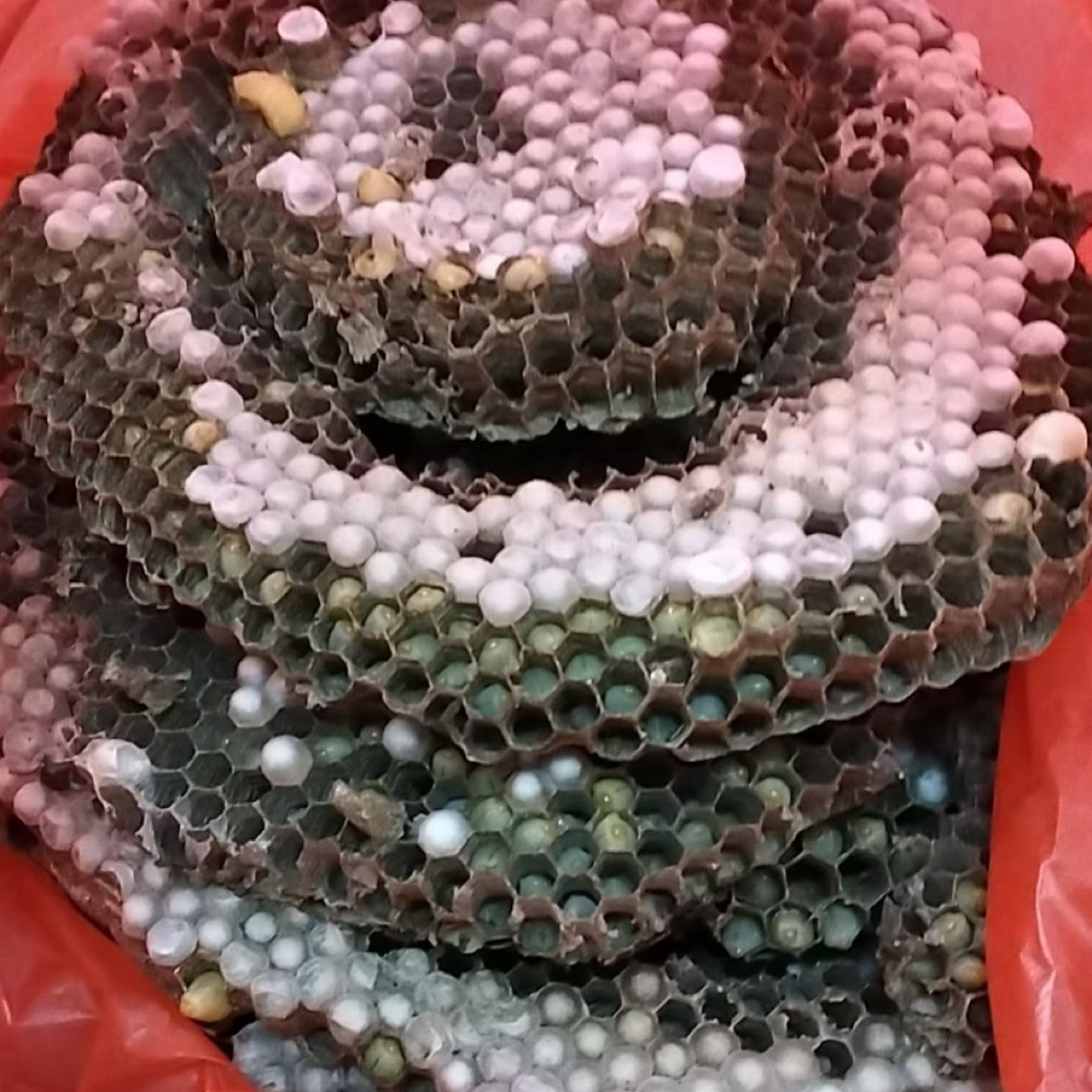 深山野生蜂蛹一级蛹