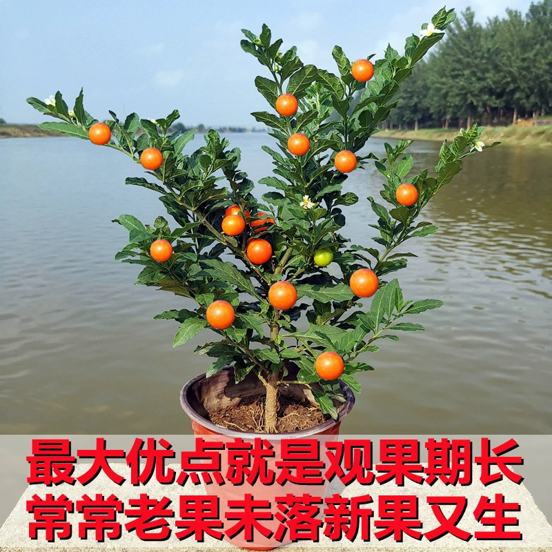 珊瑚樱盆栽冬珊瑚室内阳台盆栽珊瑚豆吉庆果开花观果四季植物否
