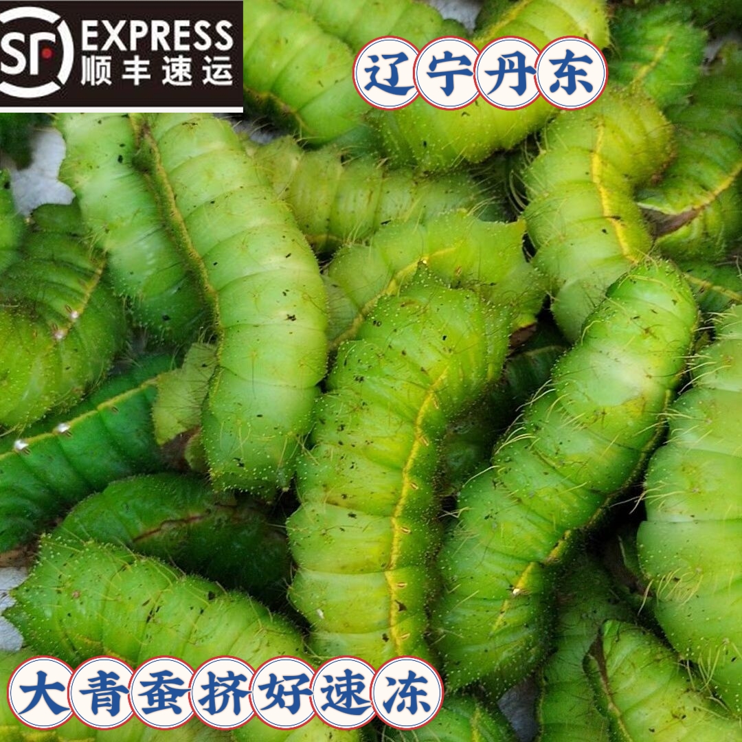25年东北柞蚕新鲜山上大蚕大绿虫子大青虫蚕宝宝清理干净速冻顺丰