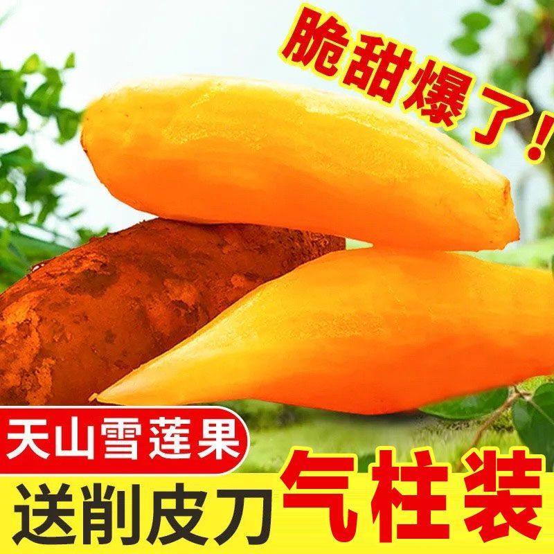 【便宜果子好】云南正宗黄心天山雪莲果现挖新鲜水果应季批发整箱