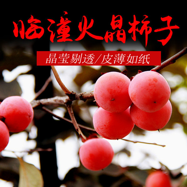 陕西特产火晶小蜜柿香甜如蜜红似火可吸着吃放软吃的甜柿坏果包赔