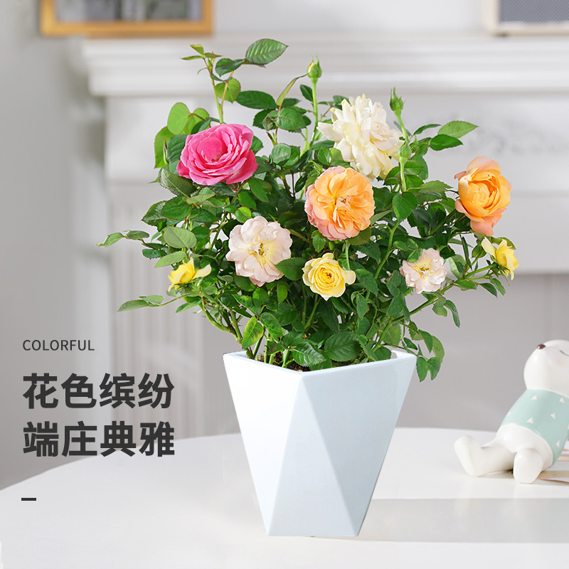 福利款混色月季花盆栽四季开花阳台庭院花苗带花苞月季花苗花卉QY