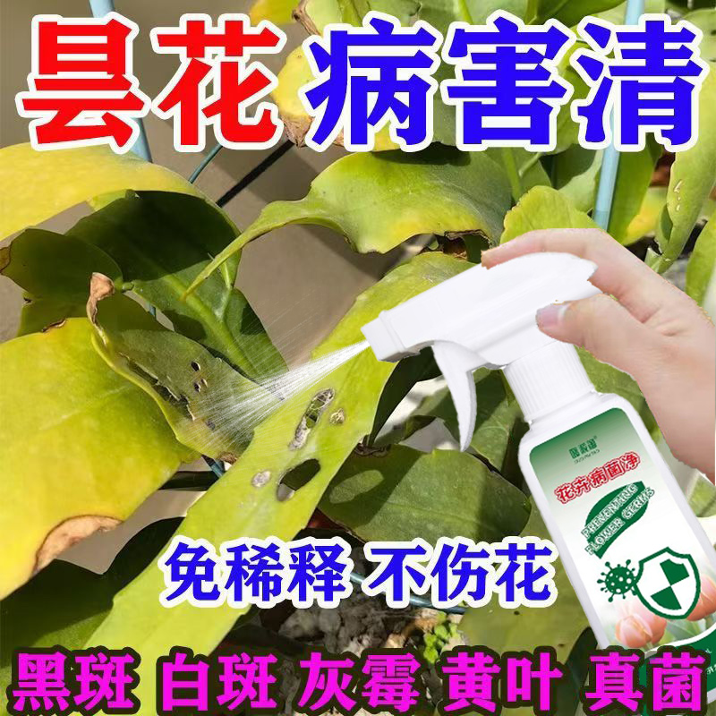 昙花专用肥料花卉绿植黑斑病白粉炭疽叶枯病抑菌抗病营养液不伤花