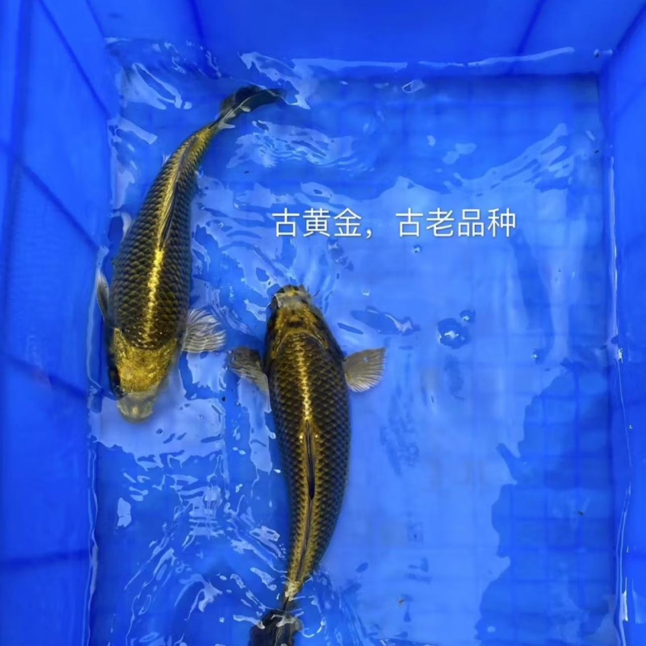 锦鲤纯种精品古黄金活鱼淡水冷水风水招财观赏鱼古典青龙金属古铜