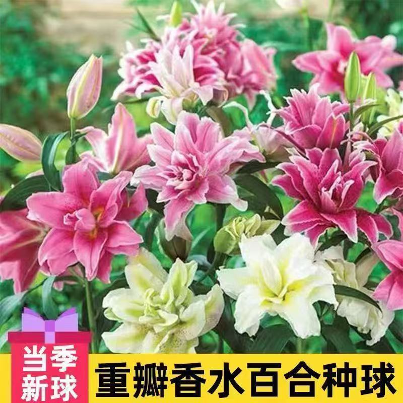 进口多头香水百合种球四季开花浓香型百合室内盆栽阳台绿植坏