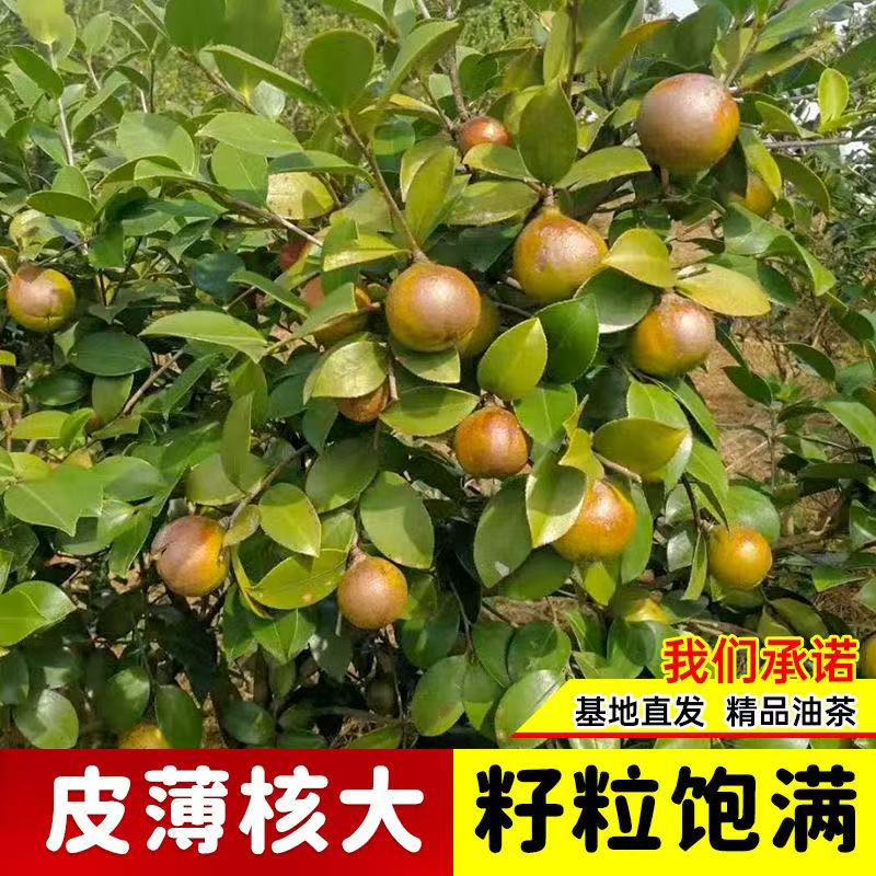 【基地直发】广东正宗软枝油茶树苗高产白花油茶树茶籽树山茶果苗