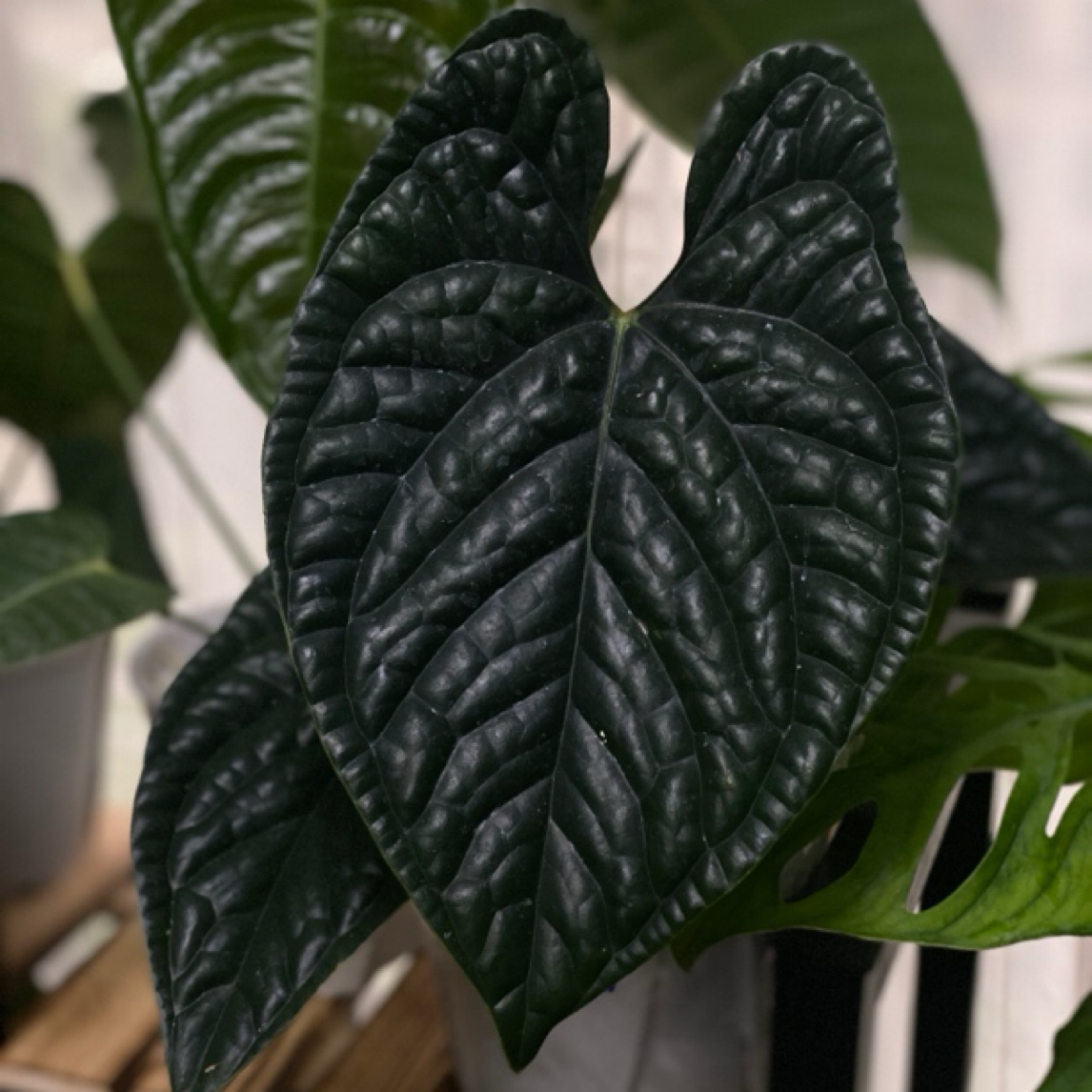 禤禤家 奢华花烛原桩 籽播室内植物黑奢