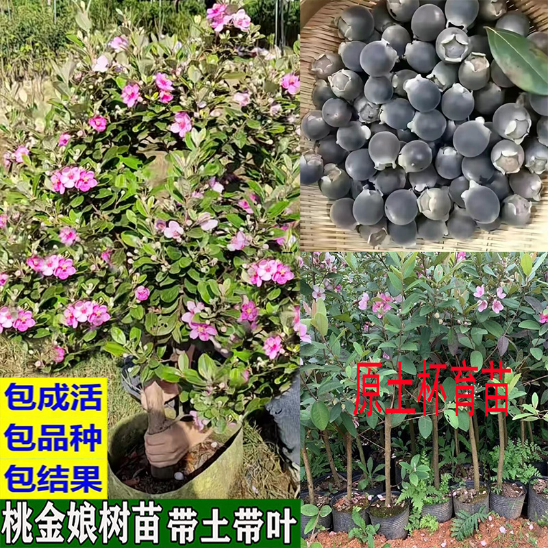 桃金娘形状精品苗改良大果庭院盆栽乌捻树苗捻子果苗盆景当年结果