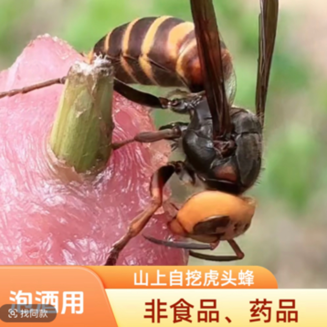 虎头野生活泡金环红娘新货现泡正品材料