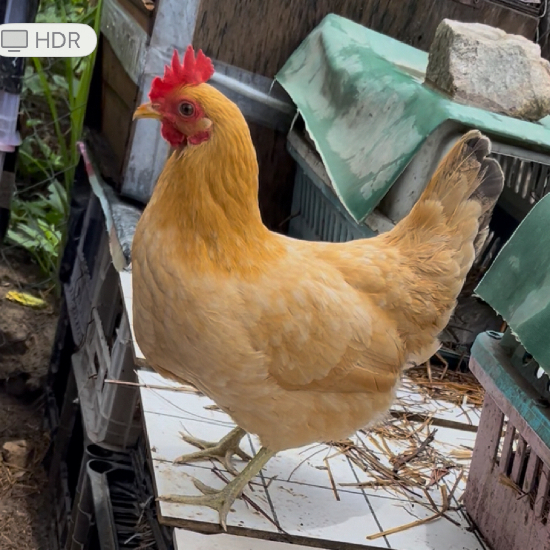 【顺丰包邮】深圳荔枝园散养五谷杂粮跑山鸡 新鲜鸡蛋