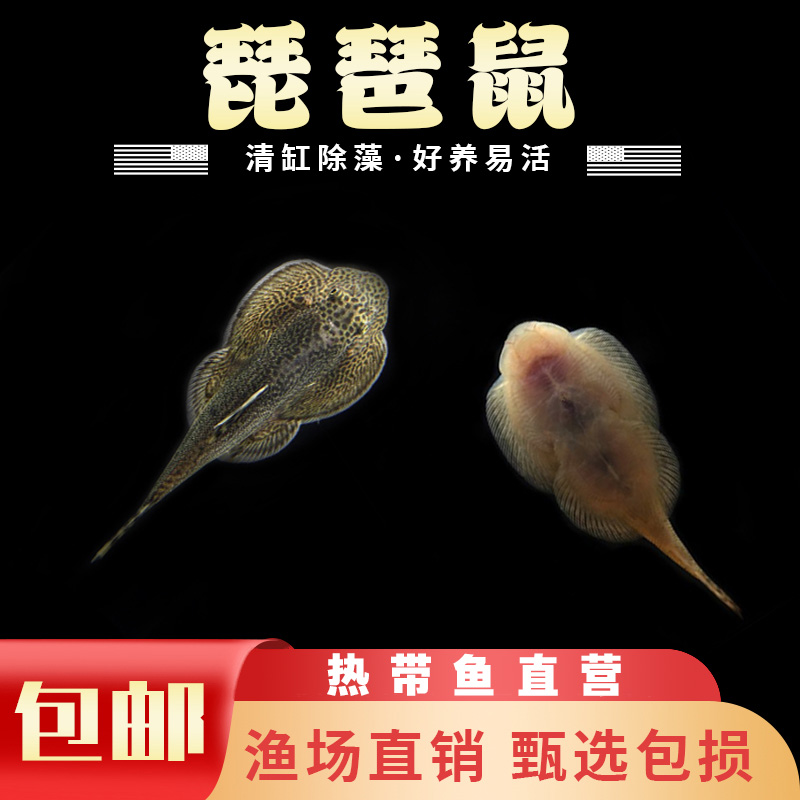 【直播专用 大小4-6cm琵琶吸鳅1-10条】琵琶鱼吸鳅冷水鱼除藻观赏鱼
