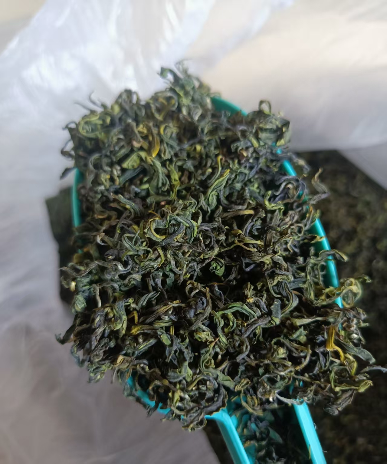 【秋茶板栗香】2025日照绿茶露天秋茶浓香板栗香不苦涩回甘耐冲实惠