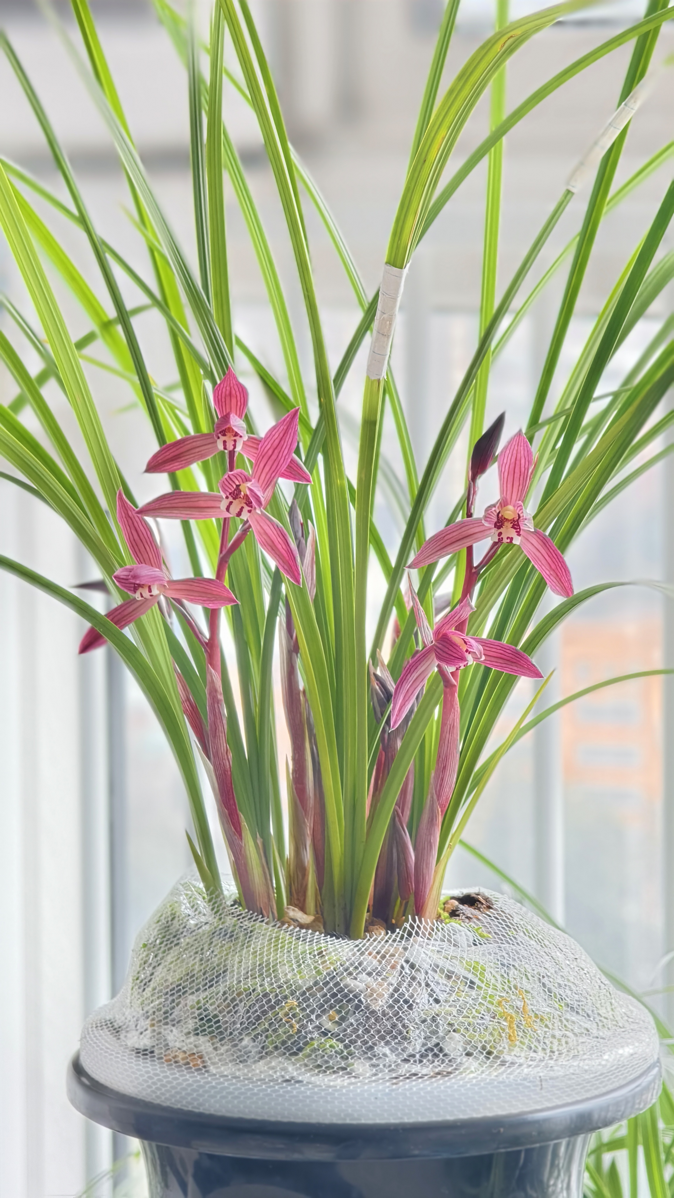 兰花直播专用链接，一物一拍