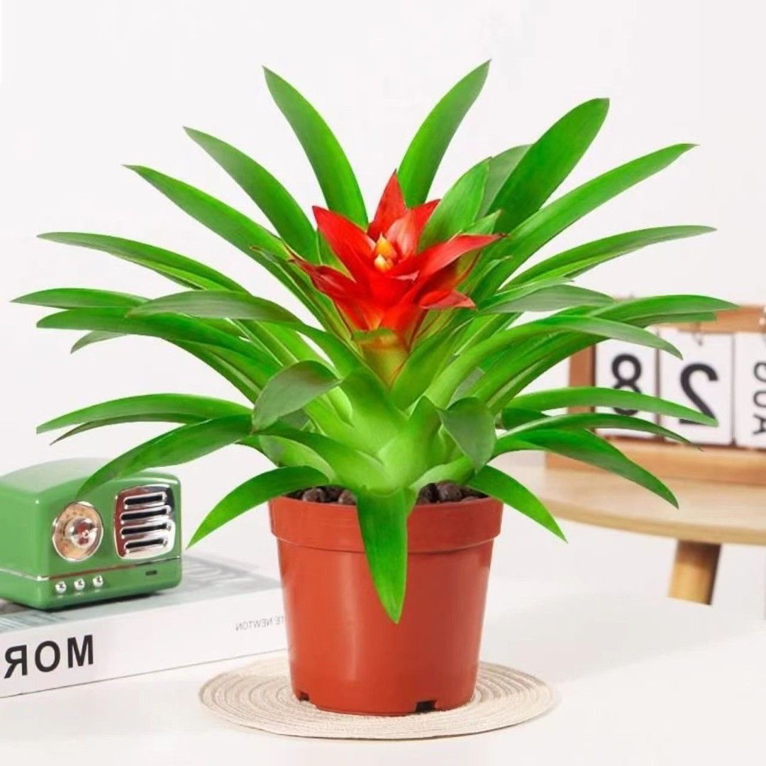 鸿运当头盆栽室内外通用花卉凤梨红星红花好养活
