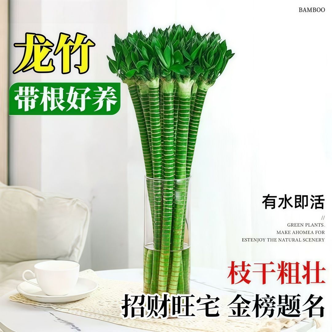 多头龙竹水养文昌竹文曲星助学竹子水养富贵竹带根粗竹盆栽转运竹