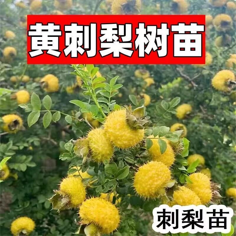 正宗 刺梨苗盆栽刺梨树苗刺梨种子黄刺梅苗盆栽苗