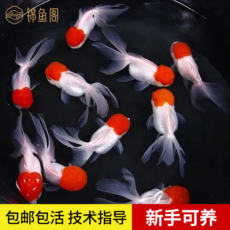 金鱼红头鱼红头活体鸿运当头淡水狮子头鱼缸小型鱼泰狮锦鲤观赏鱼