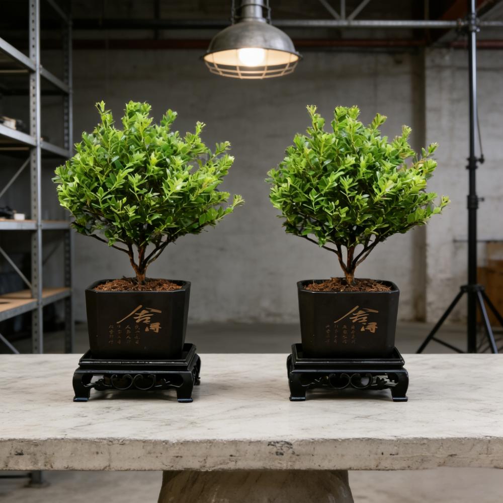 【买一送一】小叶赤楠老桩盆栽小盆景花卉茶桌室内植物办公室绿植