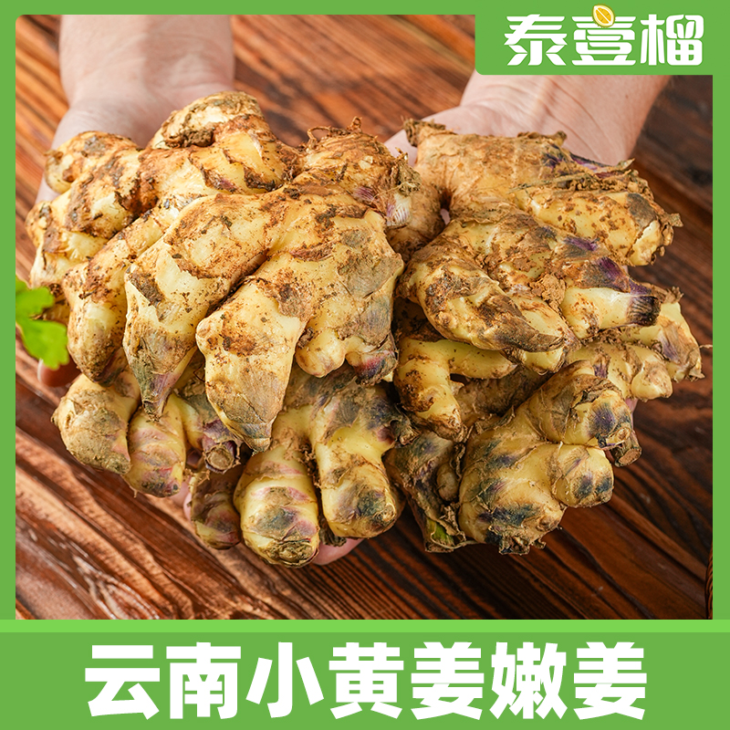 云南小黄姜香味浓郁辛辣够味现挖山地种植生姜产地直销