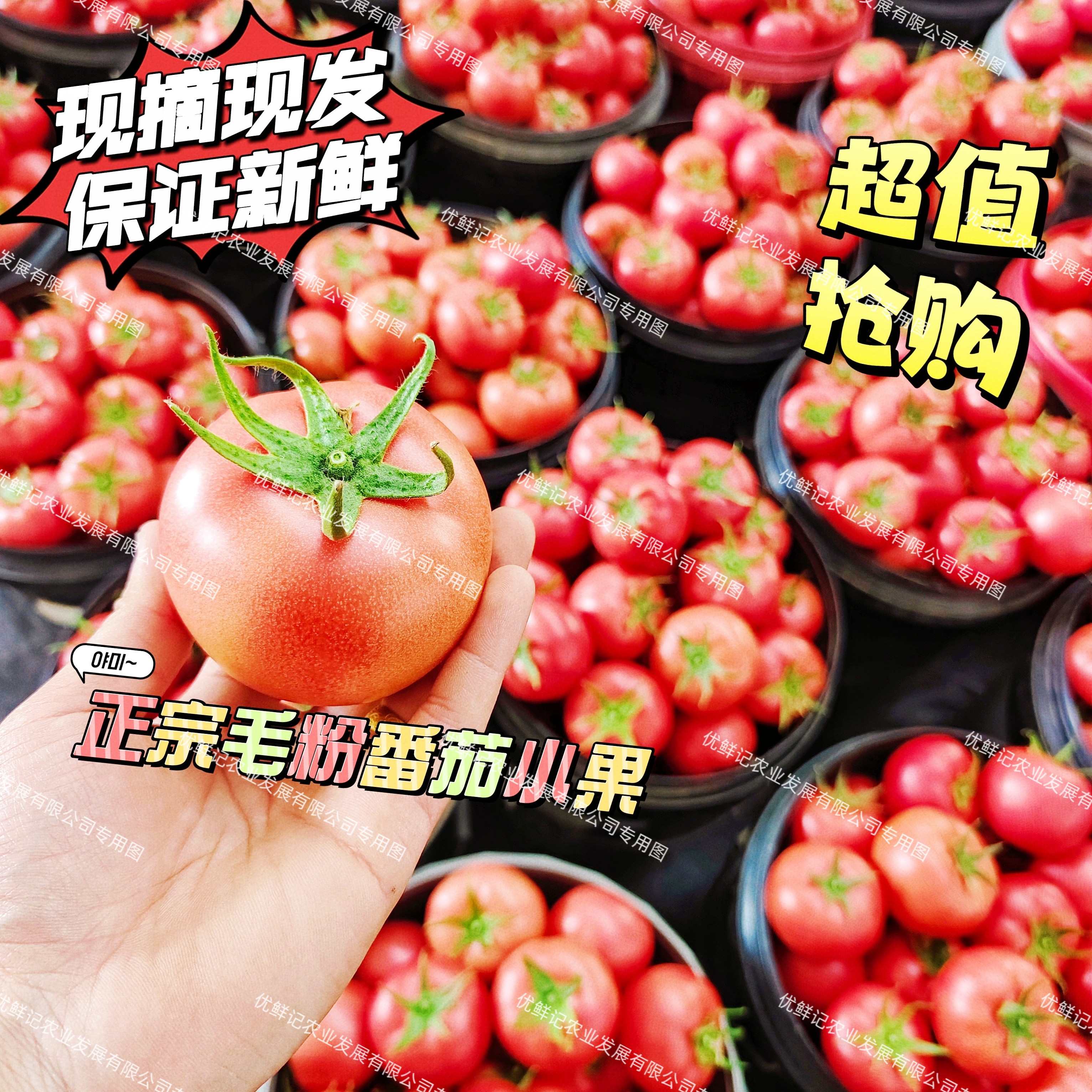 【超值抢购】产地直发沙瓤番茄小果新鲜采摘自然熟适合生吃孕妇水果