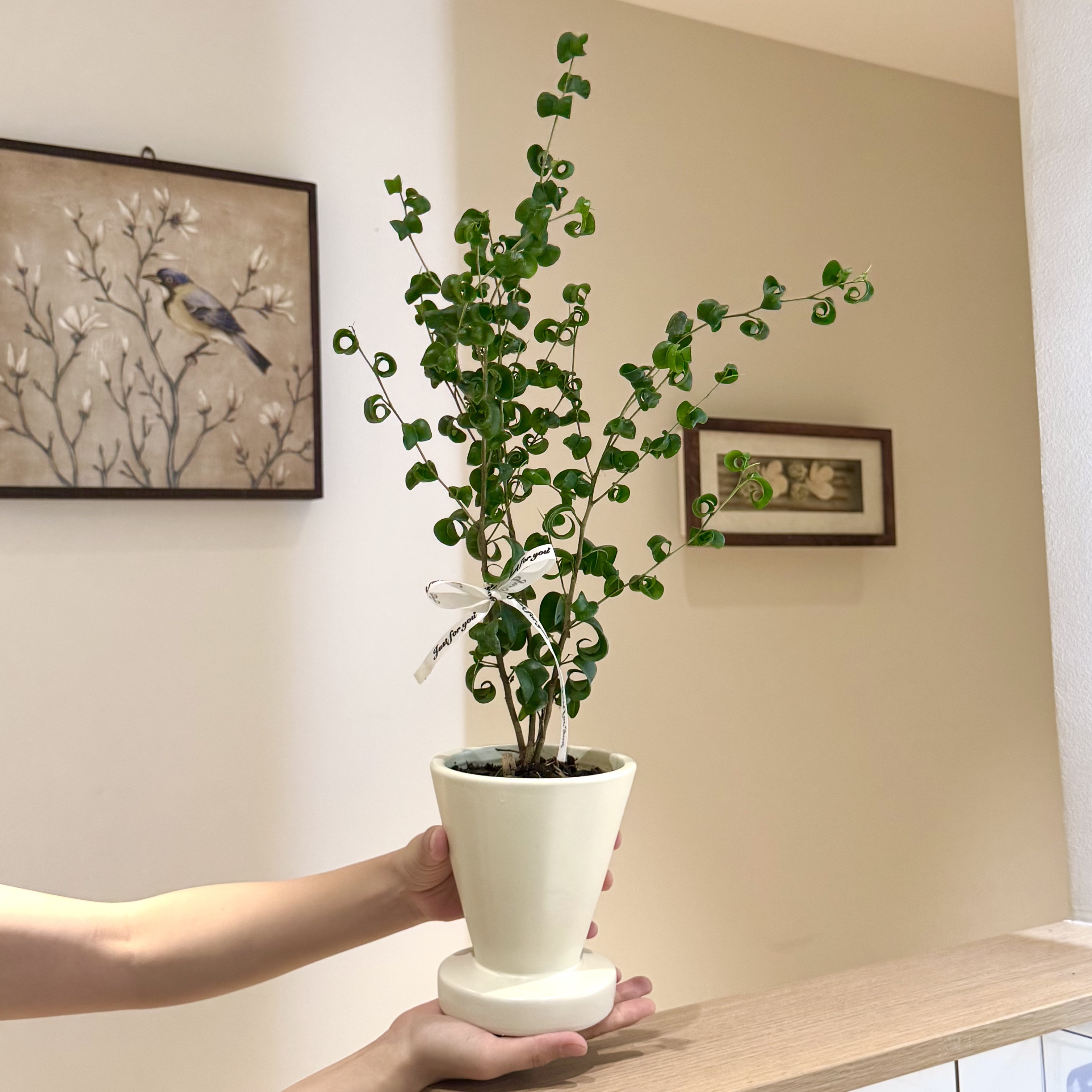 卷叶榕卷福绿植室内办公室桌面观叶好养盆栽北欧INS风桌面小森林