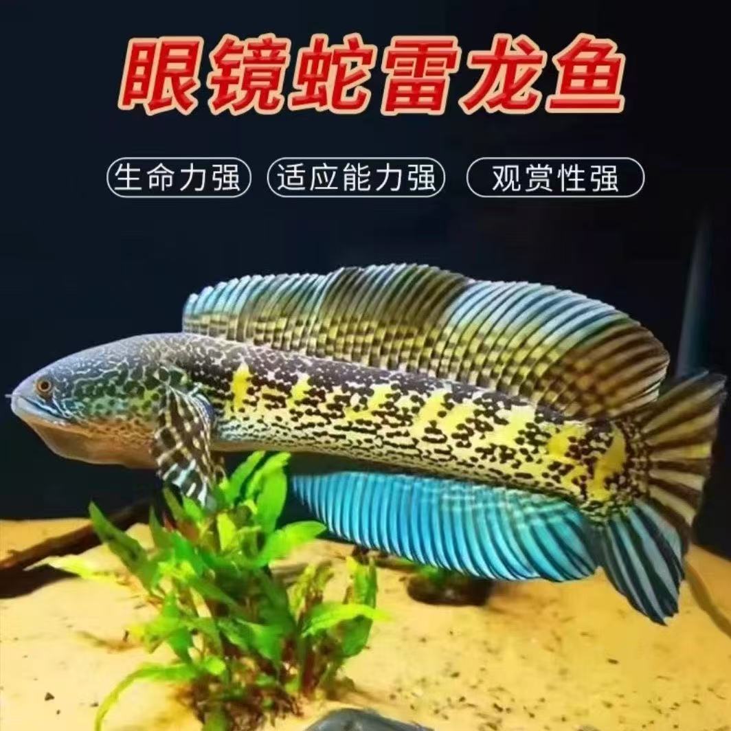 福利眼镜蛇雷龙鱼大型淡水凶猛热带观赏鱼苗好养活