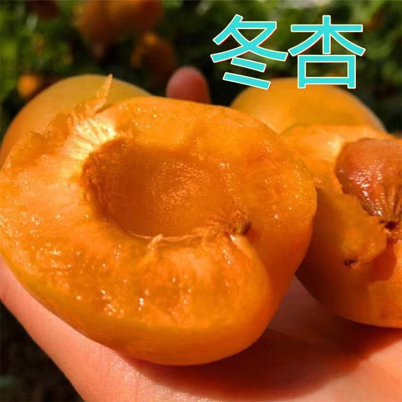 嫁接新品大果冬杏树苗十月晚熟杏树苗耐寒耐旱盆栽地栽南北方种植
